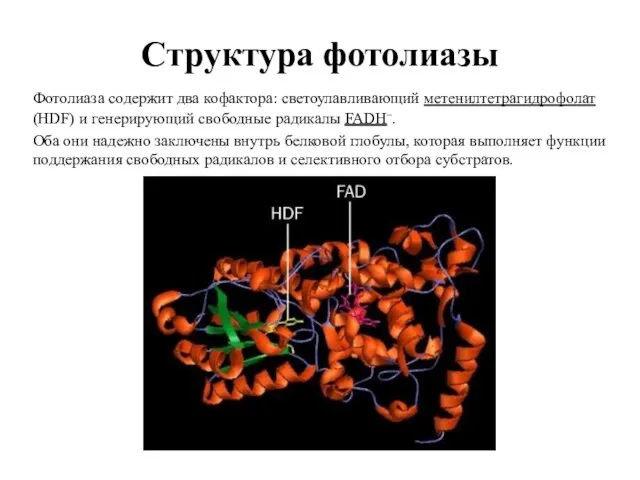 Структура фотолиазы Фотолиаза содержит два кофактора: светоулавливающий метенилтетрагидрофолат (HDF) и генерирующий свободные