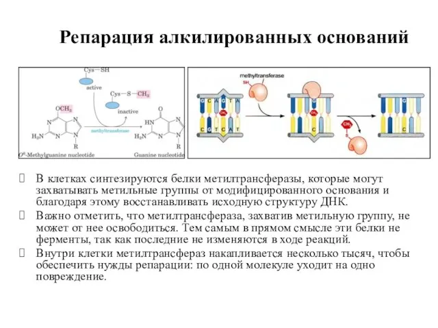 Репарация алкилированных оснований В клетках синтезируются белки метилтрансферазы, которые могут захватывать метильные