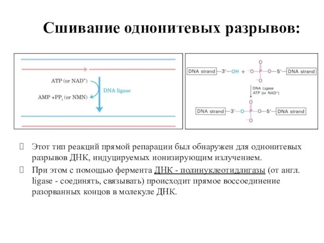 Сшивание однонитевых разрывов: Этот тип реакций прямой репарации был обнаружен для однонитевых