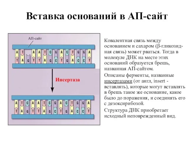 Вставка оснований в АП-сайт Ковалентная связь между основанием и сахаром (β-гликозид-ная связь)