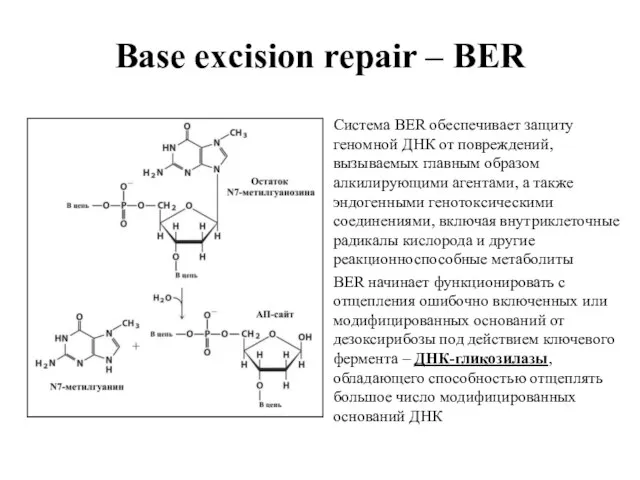 Base excision repair – BER Система BER обеспечивает защиту геномной ДНК от