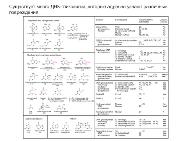 Существует много ДНК-гликозилаз, которые адресно узнают различные повреждения