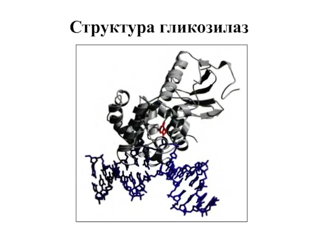 Структура гликозилаз