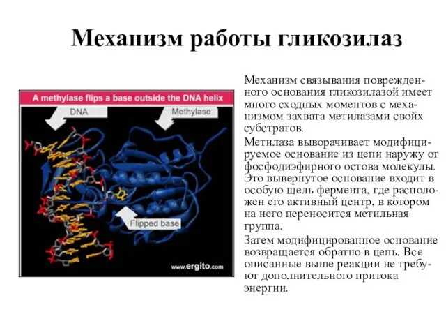 Механизм работы гликозилаз Механизм связывания поврежден-ного основания гликозилазой имеет много сходных моментов