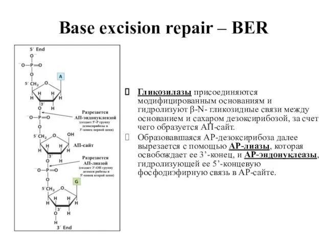 Base excision repair – BER Гликозилазы присоединяются модифицированным основаниям и гидролизуют β-N-