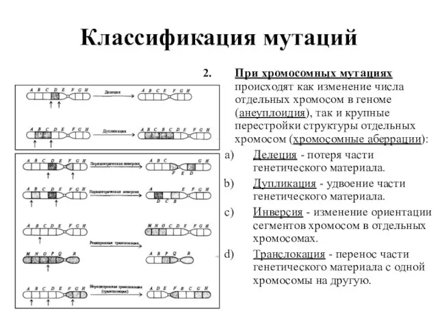 Классификация мутаций При хромосомных мутациях происходят как изменение числа отдельных хромосом в