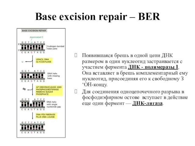 Base excision repair – BER Появившаяся брешь в одной цепи ДНК размером