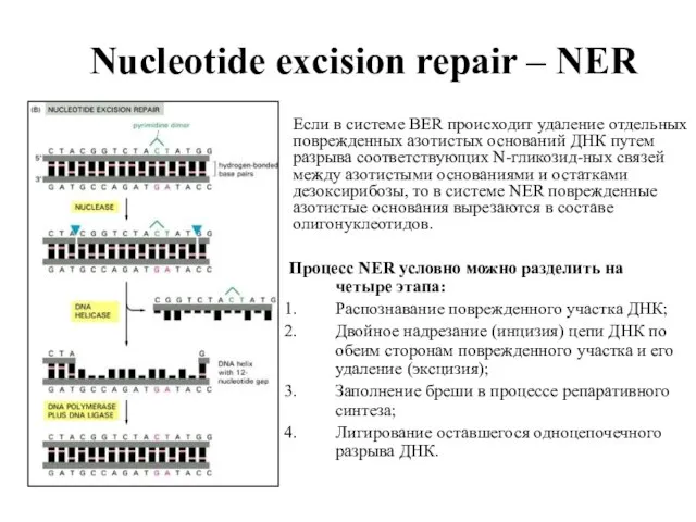 Nucleotide excision repair – NER Процесс NER условно можно разделить на четыре