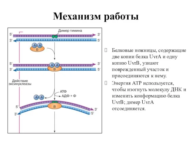 Механизм работы Белковые ножницы, содержащие две копии белка UvrA и одну копию