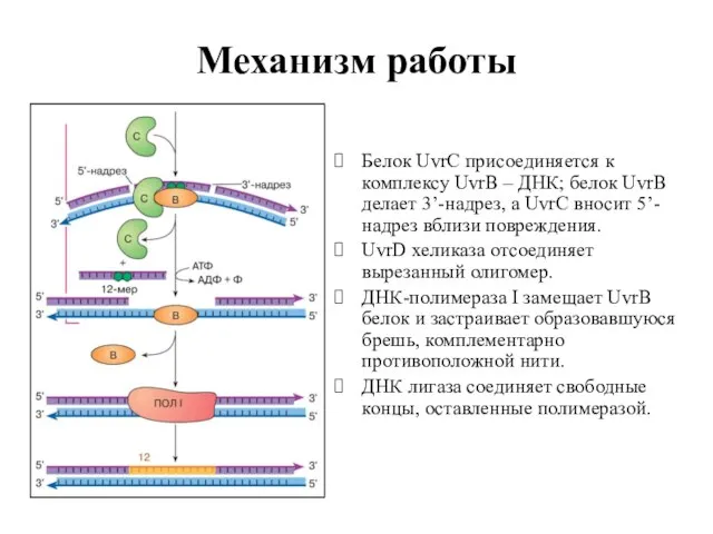 Механизм работы Белок UvrC присоединяется к комплексу UvrВ – ДНК; белок UvrВ