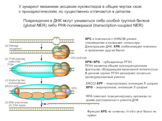 У эукариот механизм эксцизии нуклеотидов в общих чертах схож с прокариотическим, но