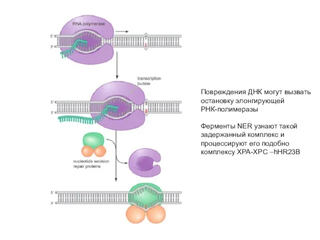 Повреждения ДНК могут вызвать остановку элонгирующей РНК-полимеразы Ферменты NER узнают такой задержанный