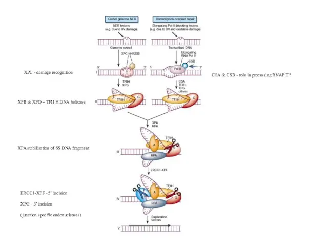 XPB & XPD – TFII H DNA helicase XPC - damage recognition