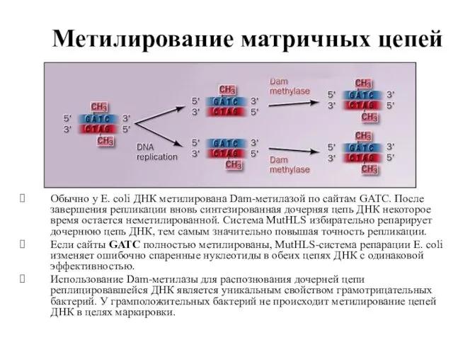 Метилирование матричных цепей Обычно у E. coli ДНК метилирована Dam-метилазой по сайтам