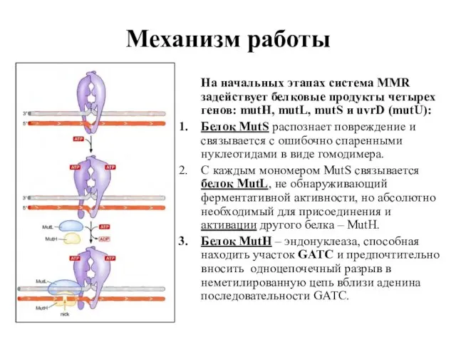 Механизм работы На начальных этапах система MMR задействует белковые продукты четырех генов: