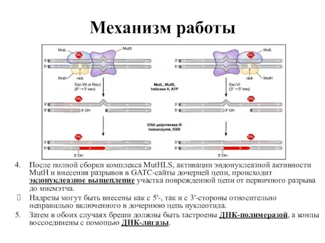 Механизм работы После полной сборки комплекса MutHLS, активации эндонуклеазной активности MutH и