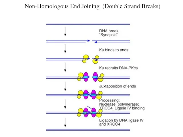 Non-Homologous End Joining (Double Strand Breaks)