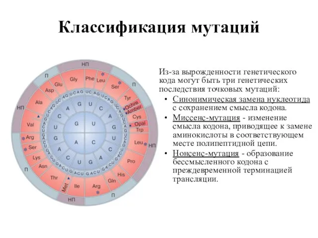 Классификация мутаций Из-за вырожденности генетического кода могут быть три генетических последствия точковых