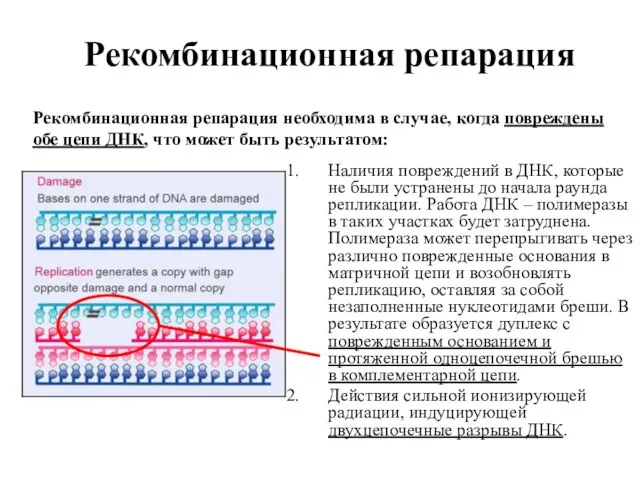 Рекомбинационная репарация Рекомбинационная репарация необходима в случае, когда повреждены обе цепи ДНК,