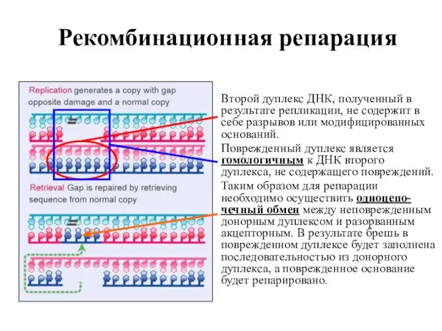 Рекомбинационная репарация Второй дуплекс ДНК, полученный в результате репликации, не содержит в