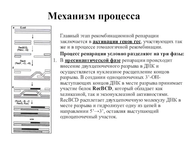 Механизм процесса Главный этап рекомбинационной репарации заключается в активации генов rec, участвующих