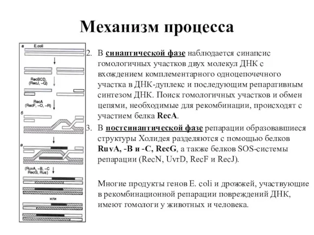 Механизм процесса В синаптической фазе наблюдается синапсис гомологичных участков двух молекул ДНК