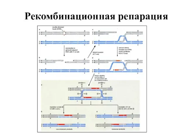 Рекомбинационная репарация