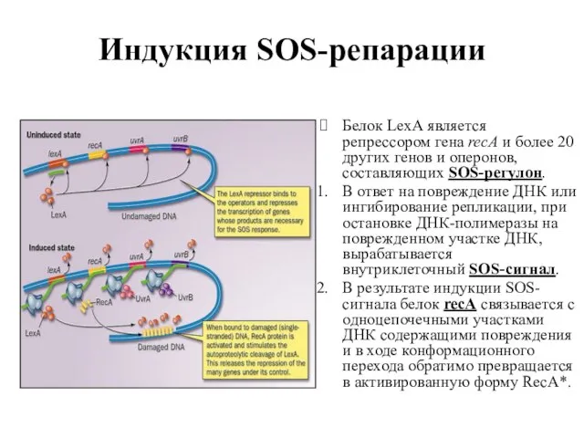Индукция SOS-репарации Белок LexA является репрессором гена recA и более 20 других