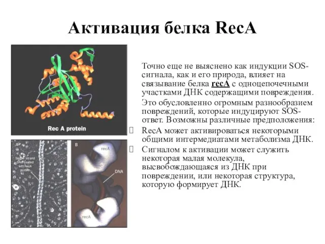 Активация белка RecA Точно еще не выяснено как индукции SOS-сигнала, как и