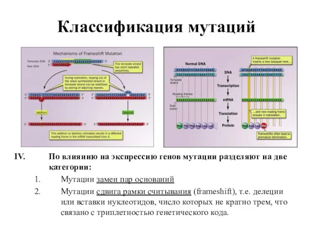 Классификация мутаций По влиянию на экспрессию генов мутации разделяют на две категории: