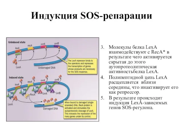 Индукция SOS-репарации Молекулы белка LexA взаимодействуют с RecA* в результате чего активируется