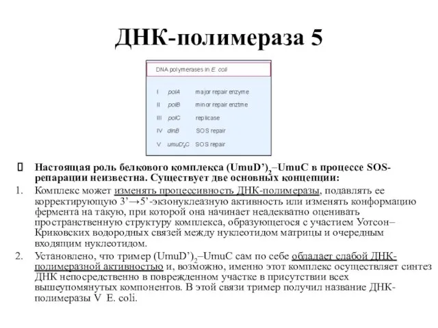 ДНК-полимераза 5 Настоящая роль белкового комплекса (UmuD’)2–UmuC в процессе SOS-репарации неизвестна. Существует