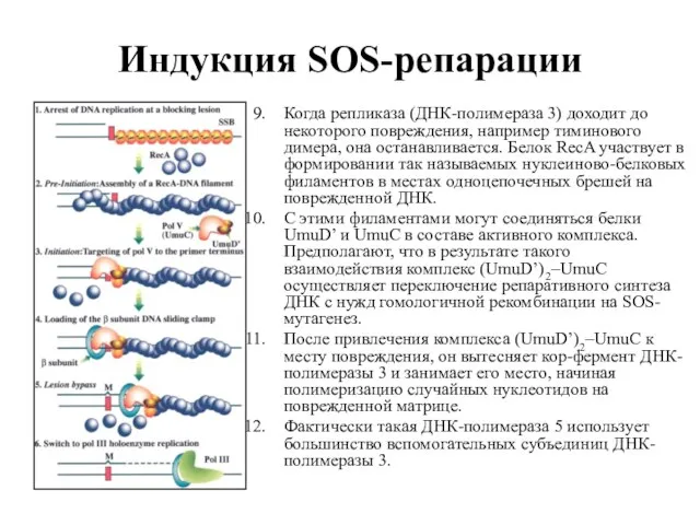 Индукция SOS-репарации Когда репликаза (ДНК-полимераза 3) доходит до некоторого повреждения, например тиминового