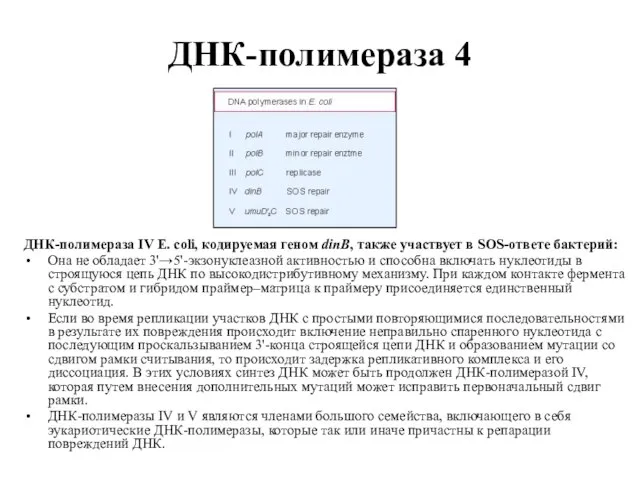 ДНК-полимераза 4 ДНК-полимераза IV E. coli, кодируемая геном dinB, также участвует в