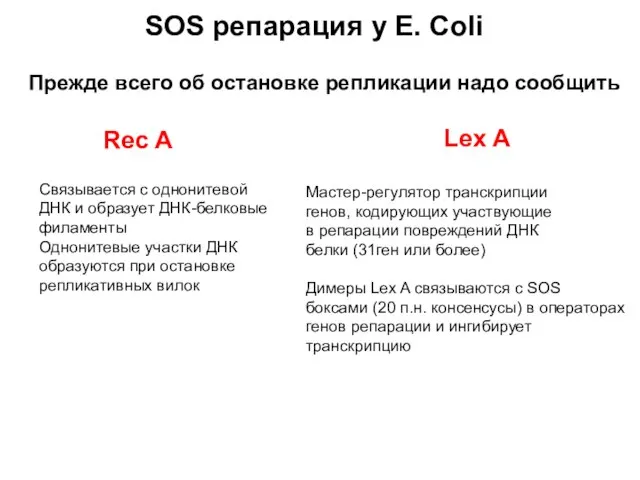 Прежде всего об остановке репликации надо сообщить Rec A Cвязывается с однонитевой