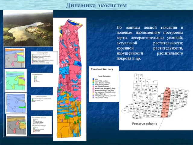 Динамика экосистем По данным лесной таксации и полевым наблюдениям построены карты: лесорастительных
