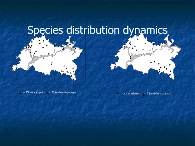 Species distribution dynamics – Picea x fennica; – Ephedra distachya. : –