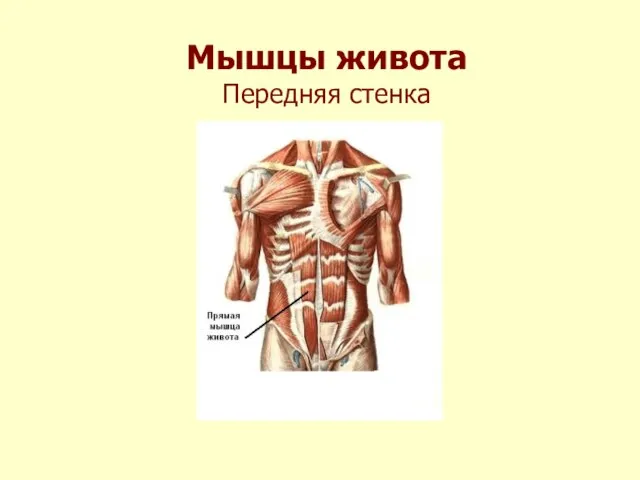 Мышцы живота Передняя стенка