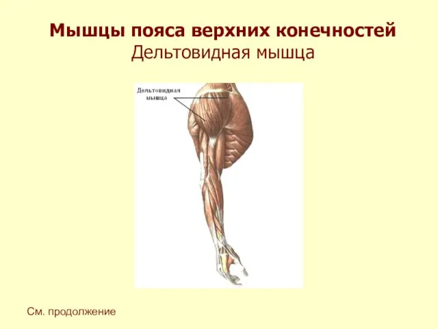Мышцы пояса верхних конечностей Дельтовидная мышца См. продолжение