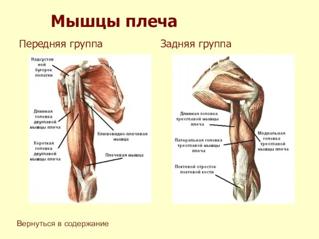 Мышцы плеча Передняя группа Задняя группа Вернуться в содержание