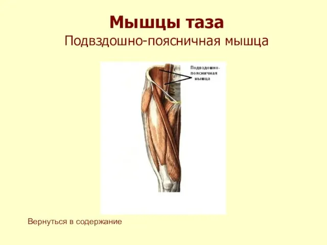 Мышцы таза Подвздошно-поясничная мышца Вернуться в содержание