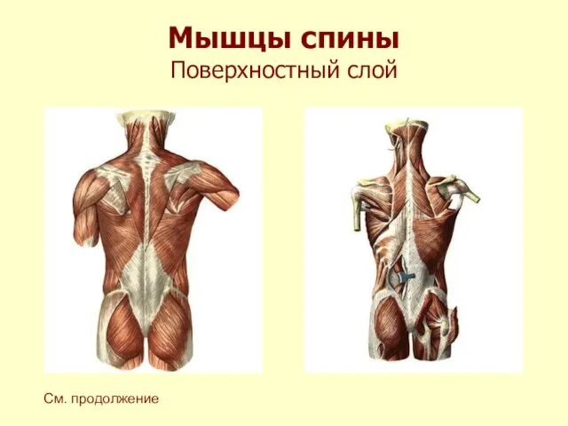 Мышцы спины Поверхностный слой См. продолжение