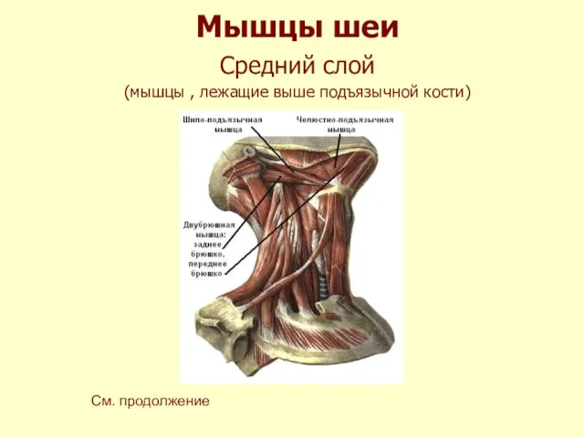 Мышцы шеи Средний слой (мышцы , лежащие выше подъязычной кости) См. продолжение