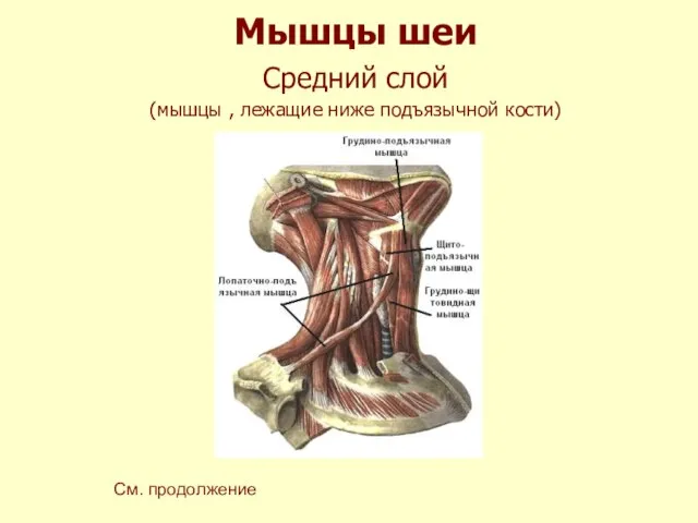 Мышцы шеи Средний слой (мышцы , лежащие ниже подъязычной кости) См. продолжение