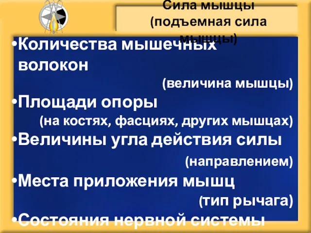 Количества мышечных волокон (величина мышцы) Площади опоры (на костях, фасциях, других мышцах)