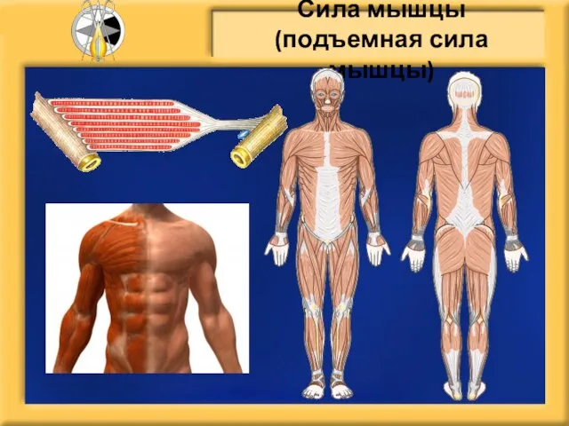 Сила мышцы (подъемная сила мышцы)