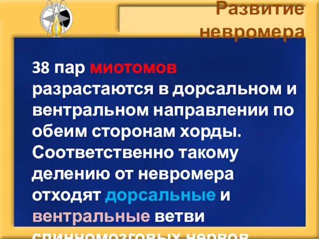 Развитие невромера 38 пар миотомов разрастаются в дорсальном и вентральном направлении по