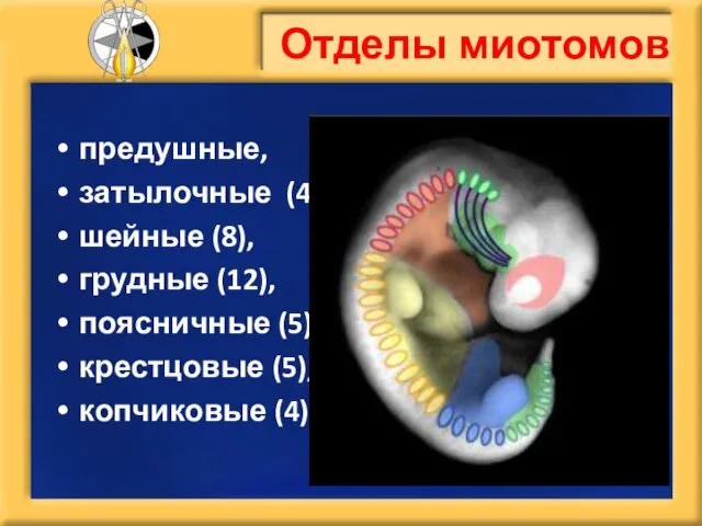 Отделы миотомов предушные, затылочные (4), шейные (8), грудные (12), поясничные (5), крестцовые (5), копчиковые (4)