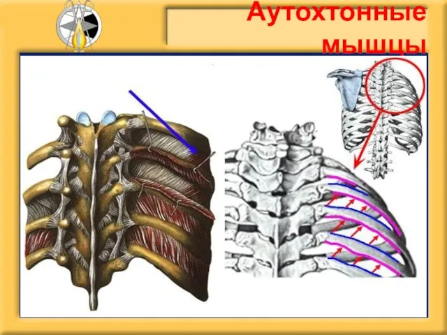 Аутохтонные мышцы