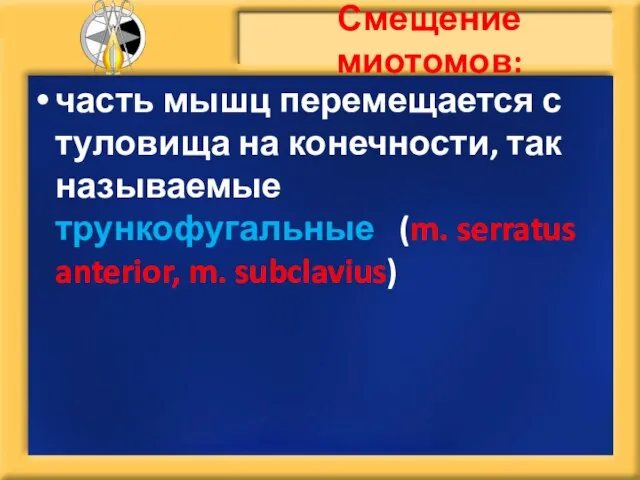 Смещение миотомов: часть мышц перемещается с туловища на конечности, так называемые трункофугальные